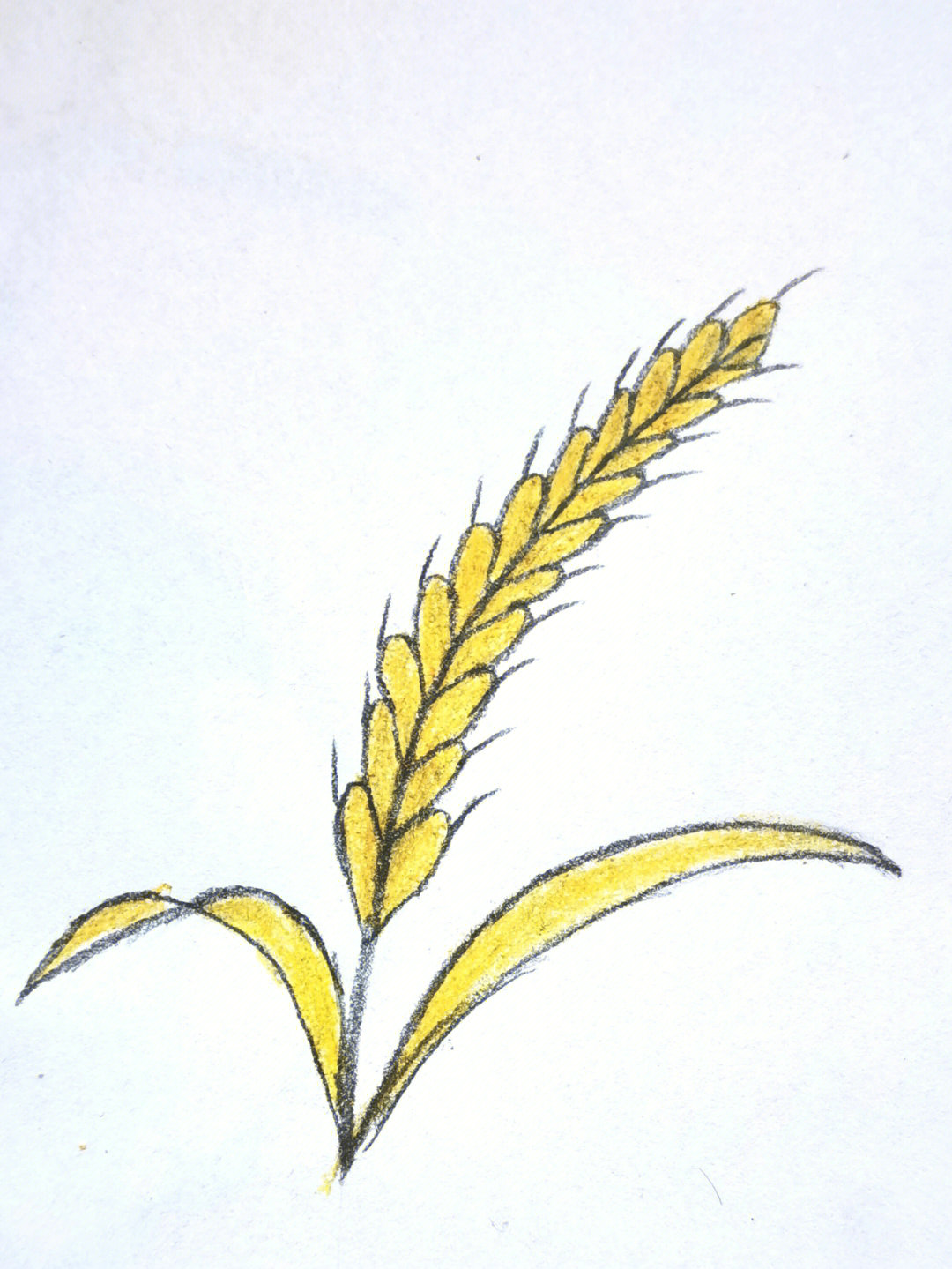 金黄的麦穗简笔画图片