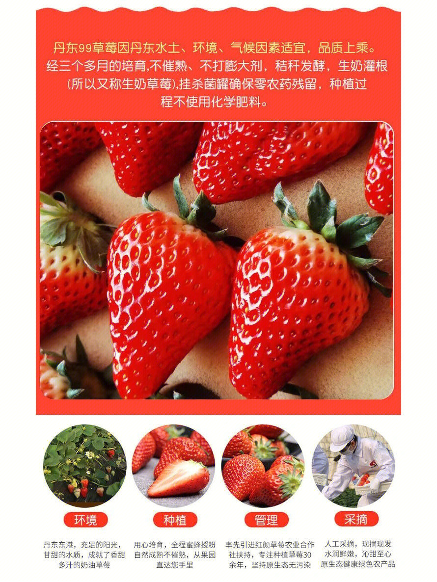 丹东九九草莓简介百科图片