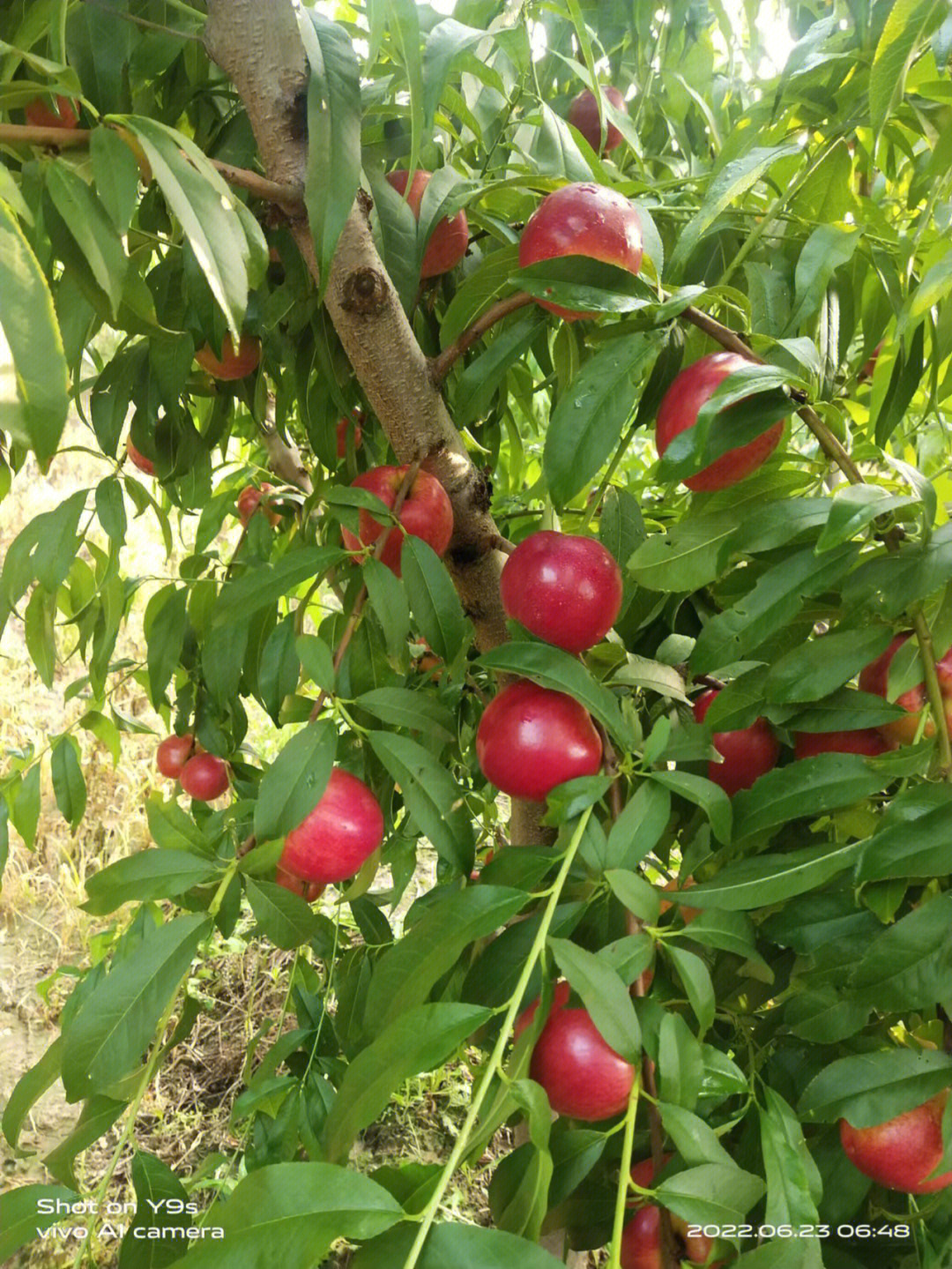 早48油桃品种介绍图片