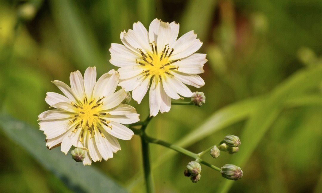 苦荬(mǎi)菜,别名:多头莴苣,苦菜