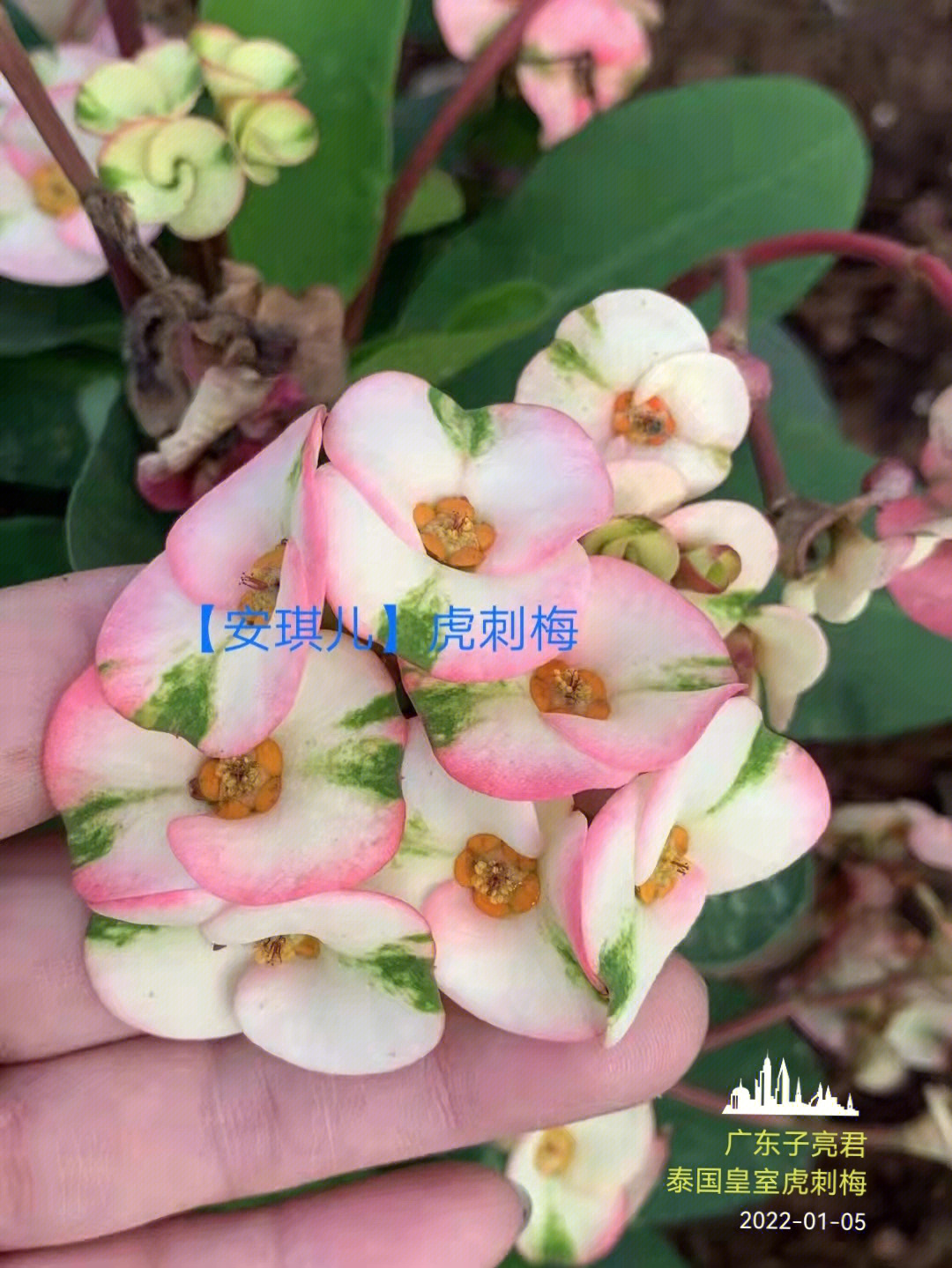 虎刺梅有毒吗图片