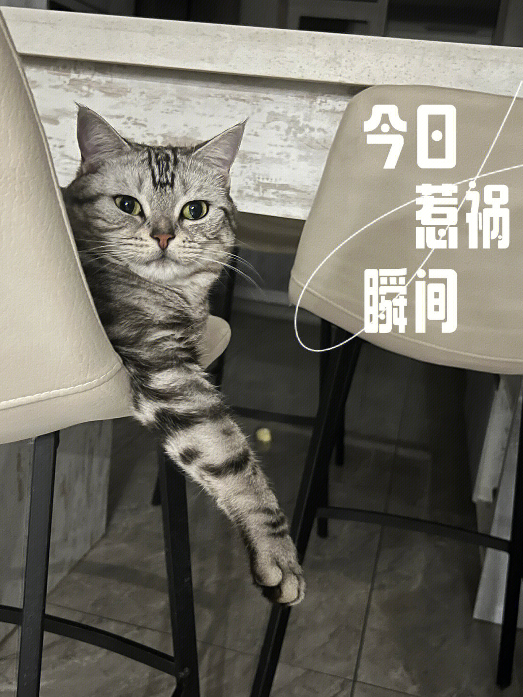 杯子猫定律图片