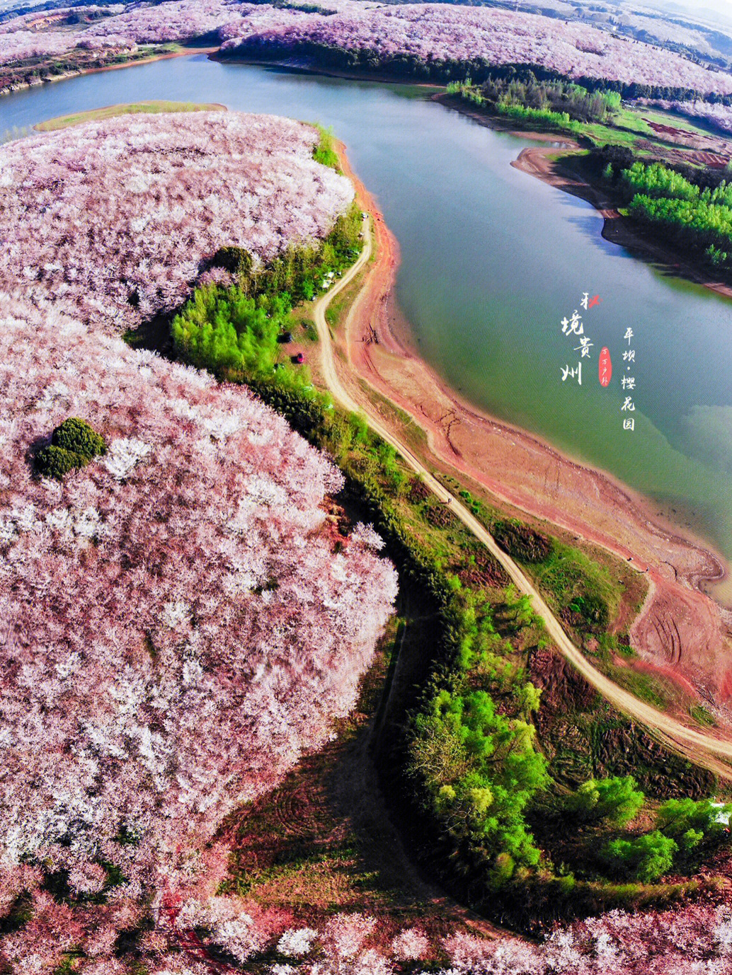 秘境贵州平坝樱花园