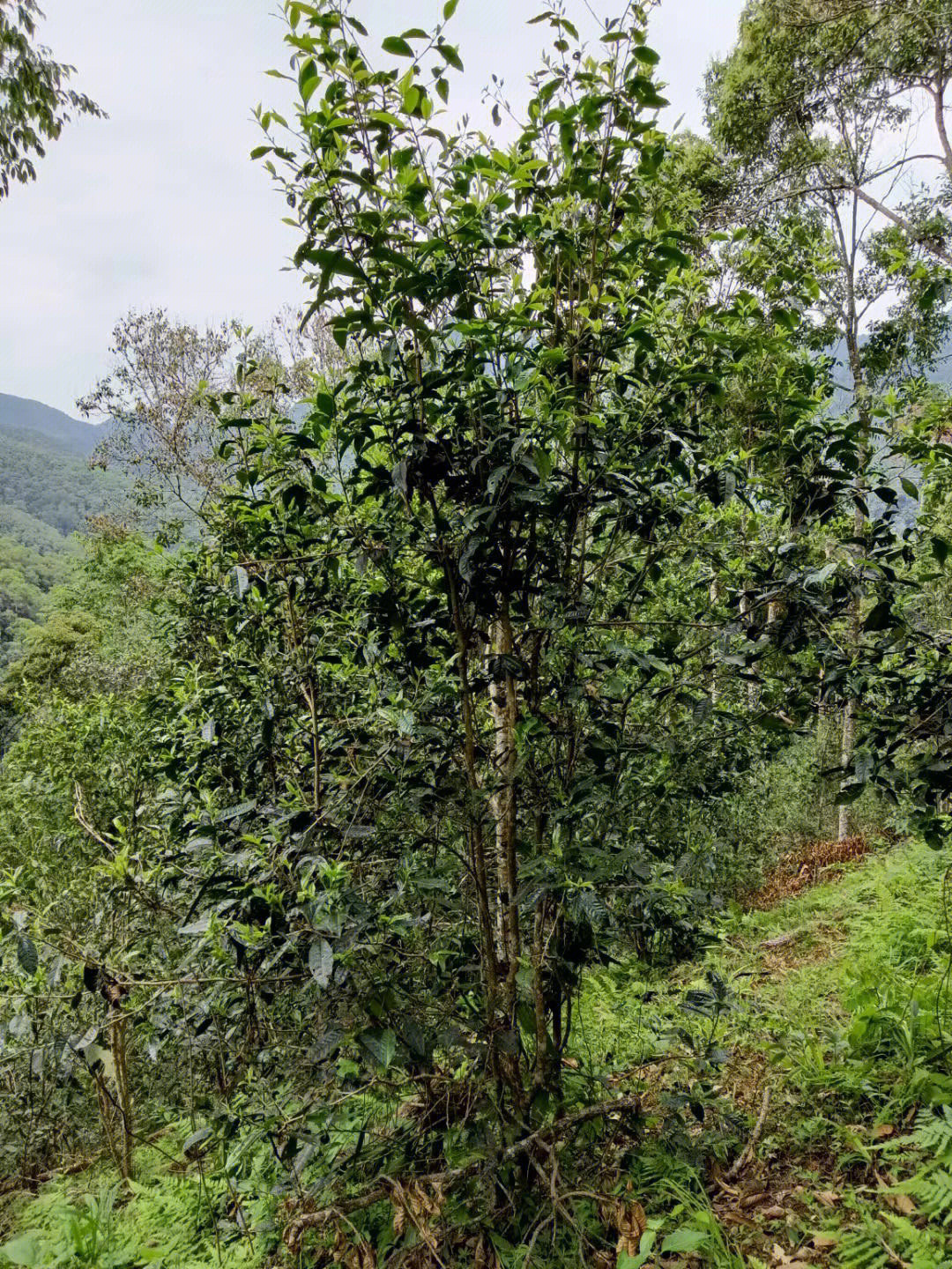 易武茶区的五大茶山图片