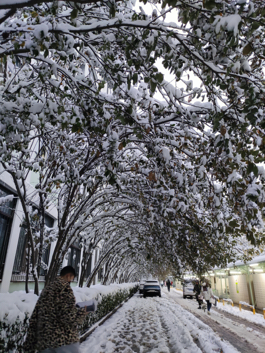 也是天津的初雪我太爱了太爱了太爱了 对于一个南方的孩子来说,来北方