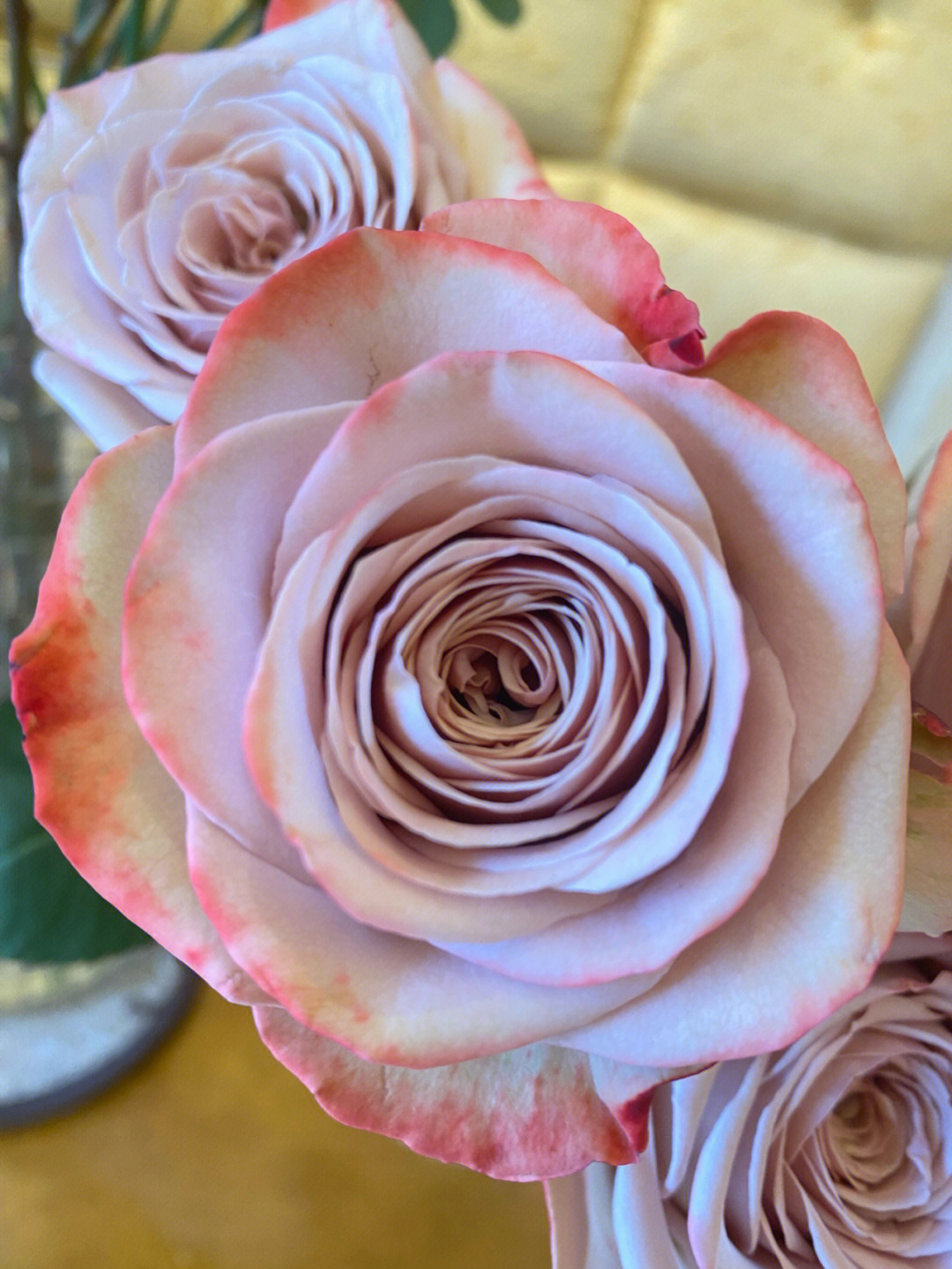 卡布奇诺玫瑰之所以有这样的花语和寓意,是因为它的花色为淡粉色中透