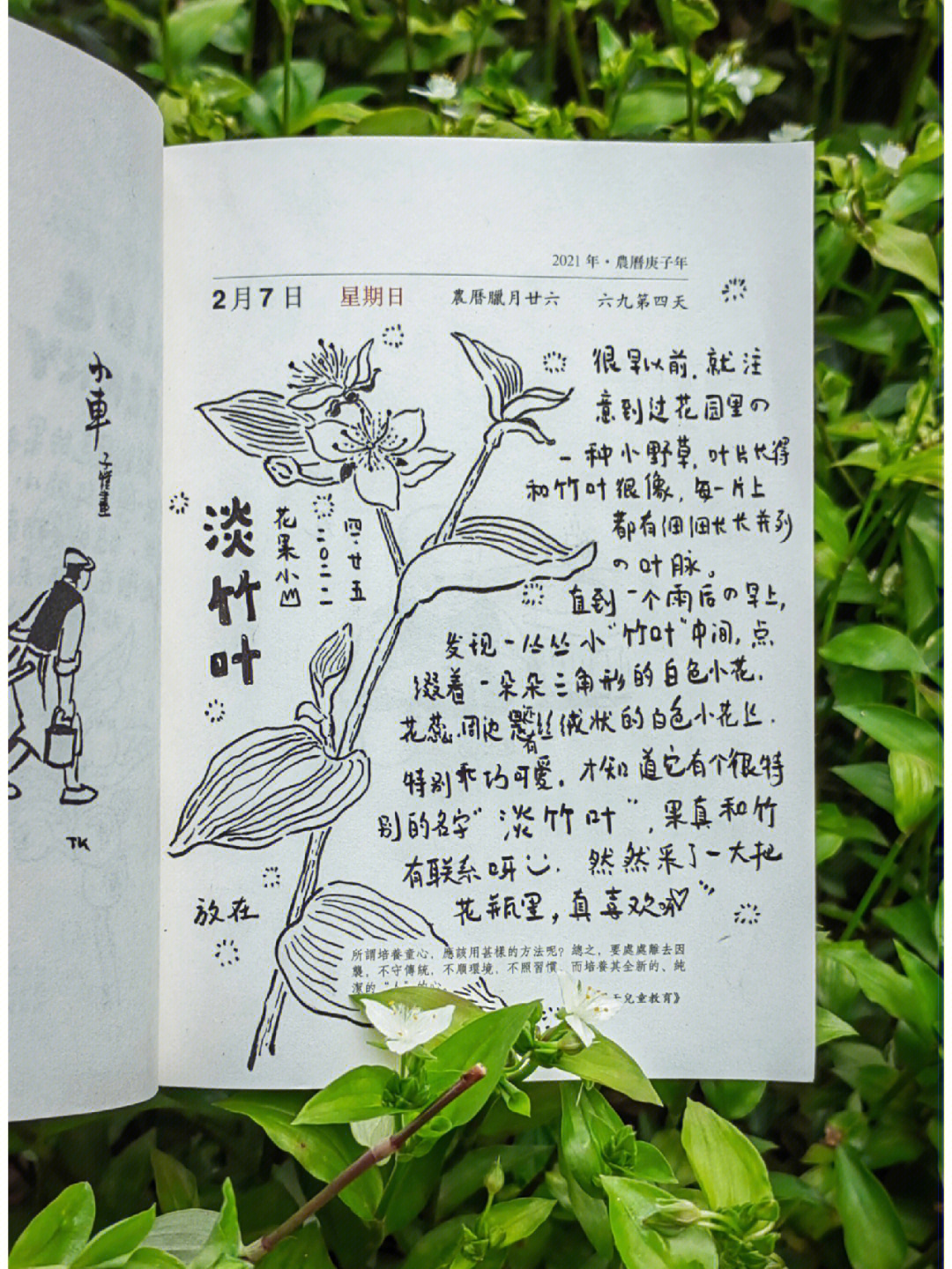 淡竹叶白花紫露草自然笔记8