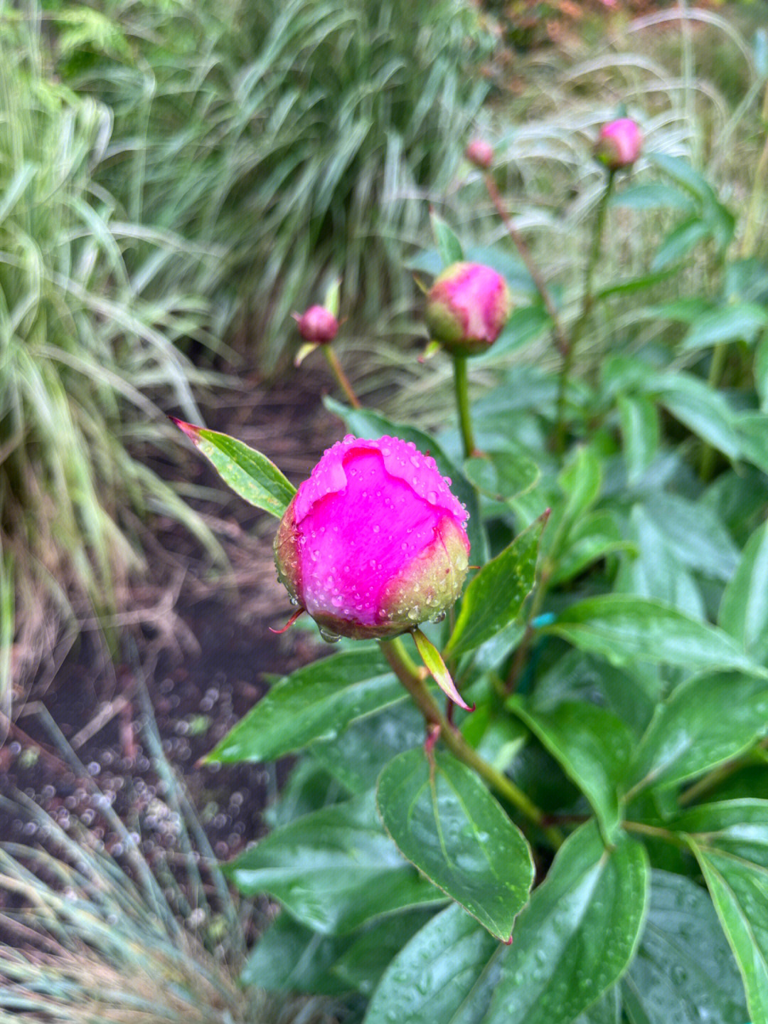 这芍药花苞怎么还不开放啊,西雅图的又开了的吗?