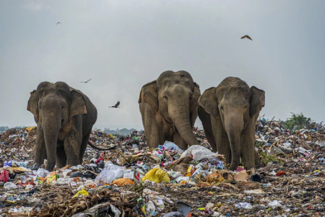 大象98以塑料垃圾为生