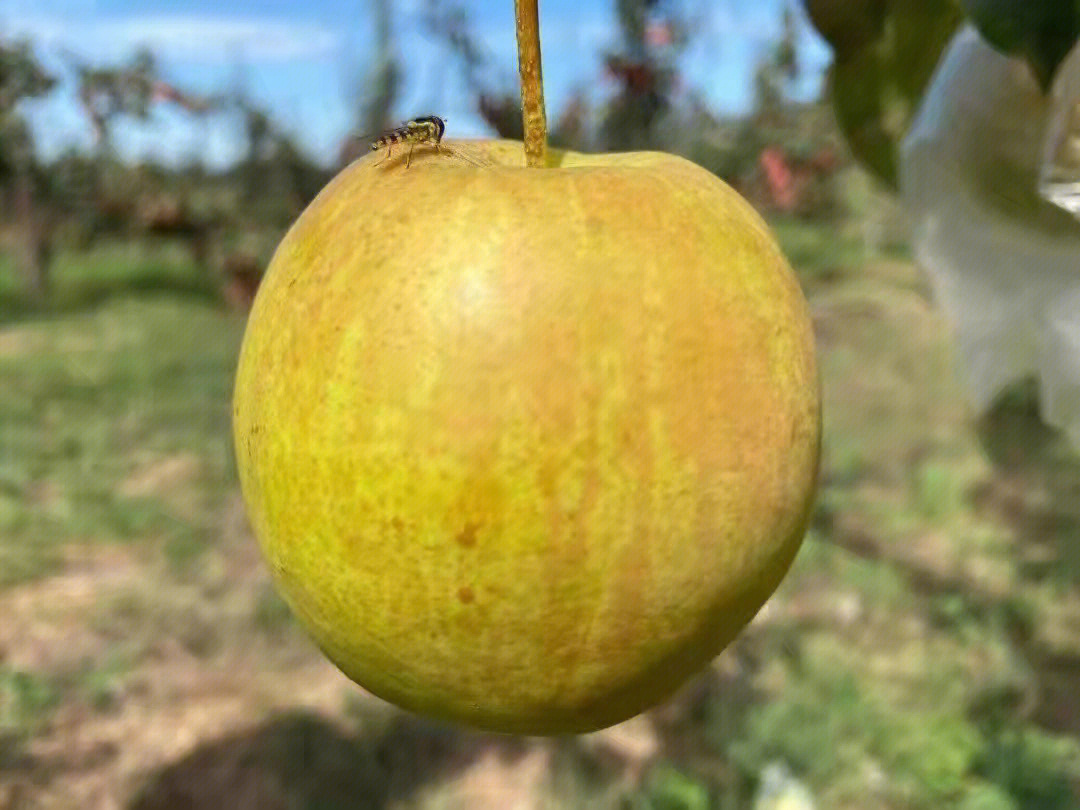 中国第一梨隰县玉露香图片