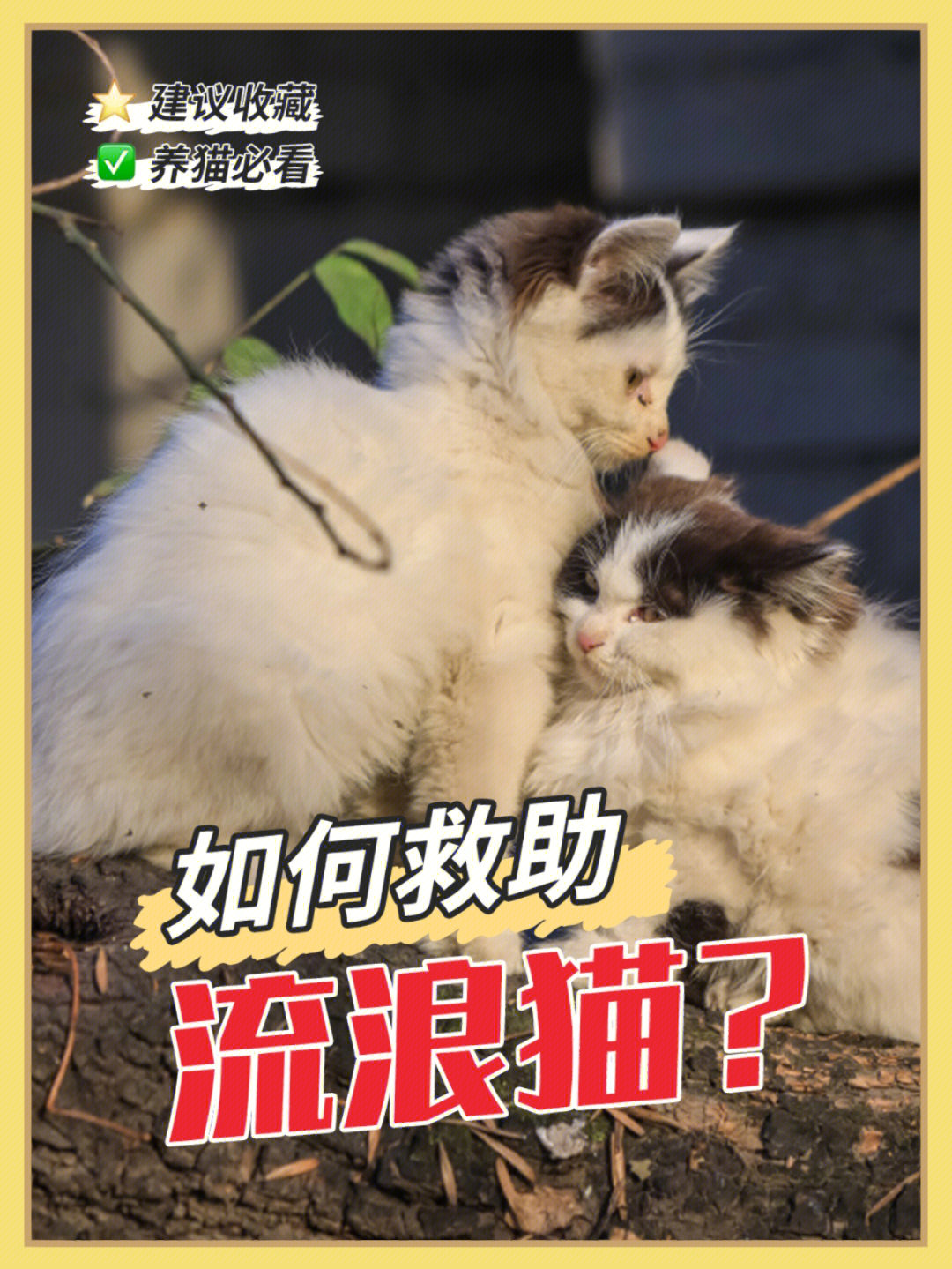 绍兴流浪猫收容中心图片