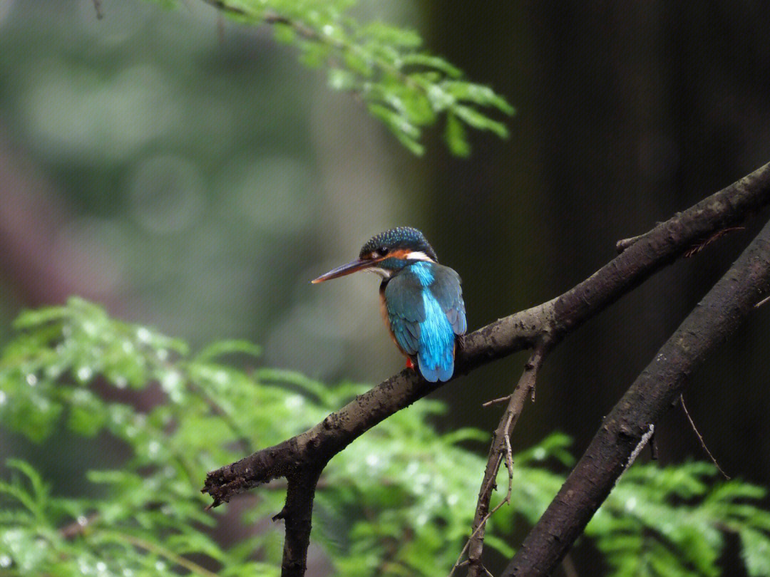 普通翠鸟 alcedo atthis