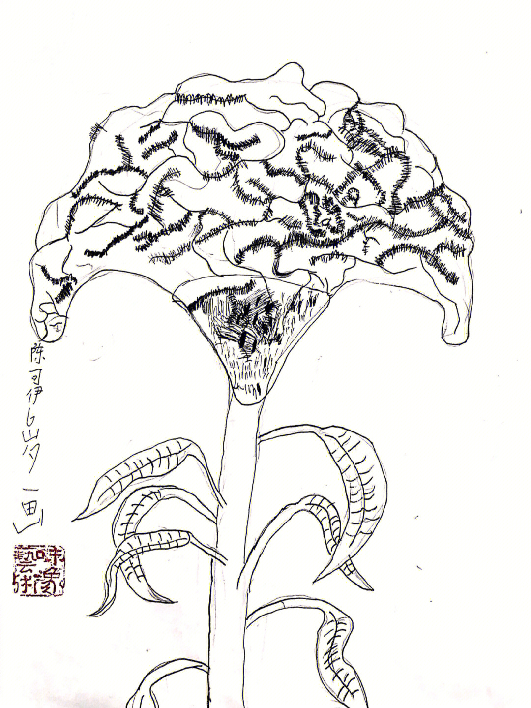 鸡冠花图片简笔画手绘图片