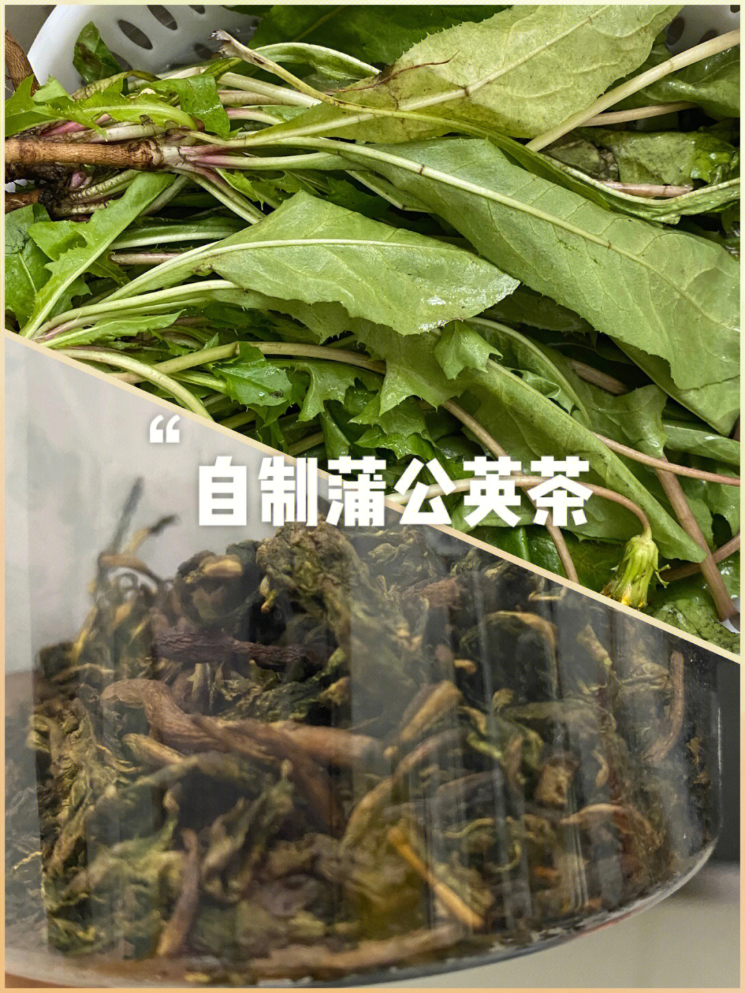 养生爱好者一块钱快乐自制蒲公英茶