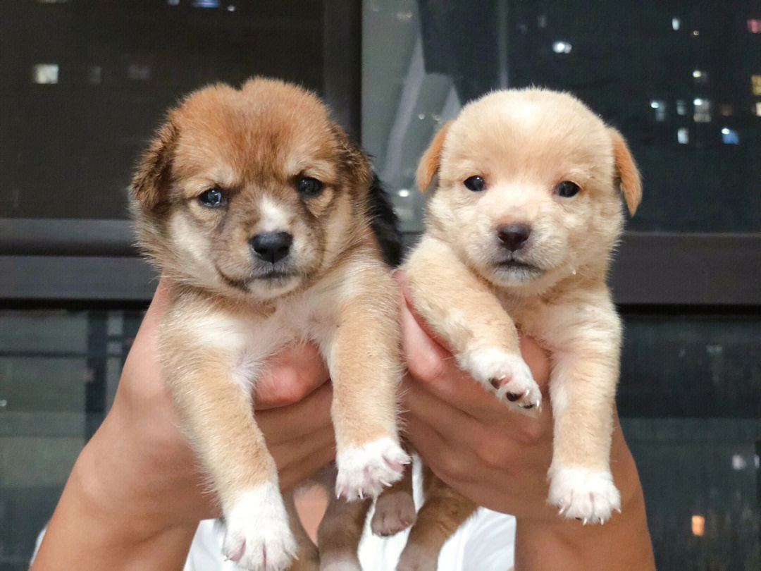 中华田园犬幼犬一个月图片