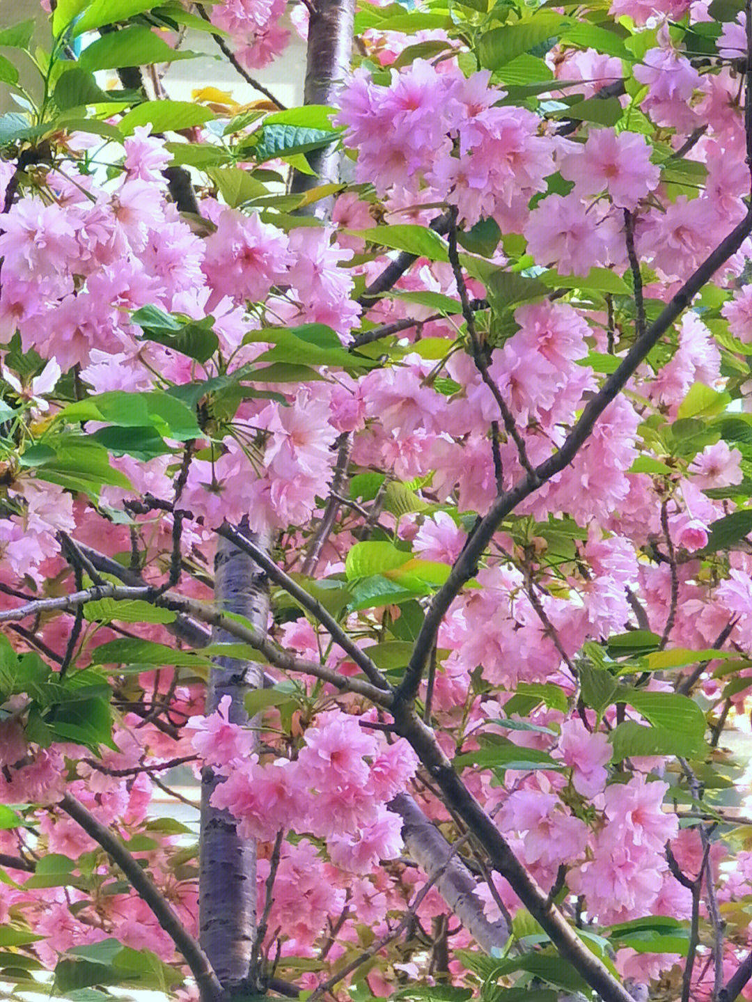 关山樱花产地图片