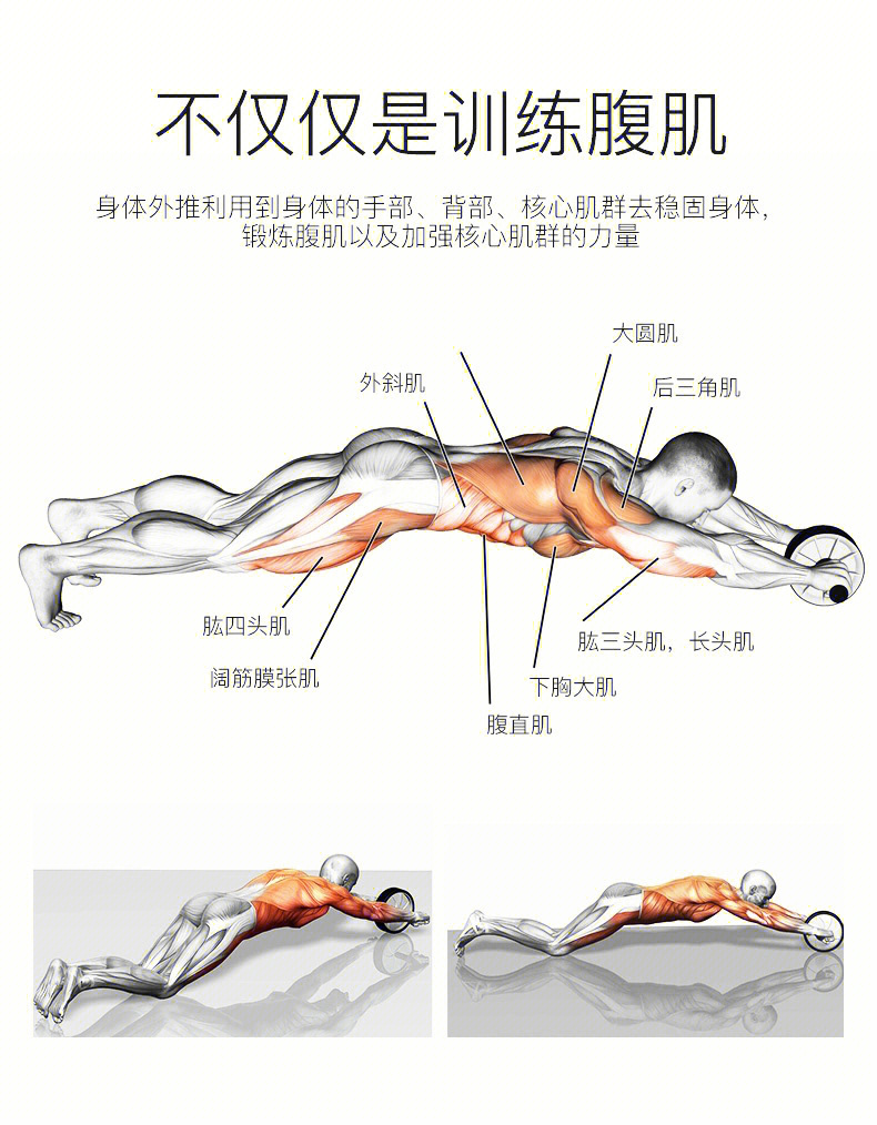 健腹轮练哪些肌肉图解图片