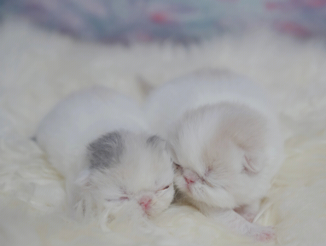 刚出生加菲猫幼崽图片图片