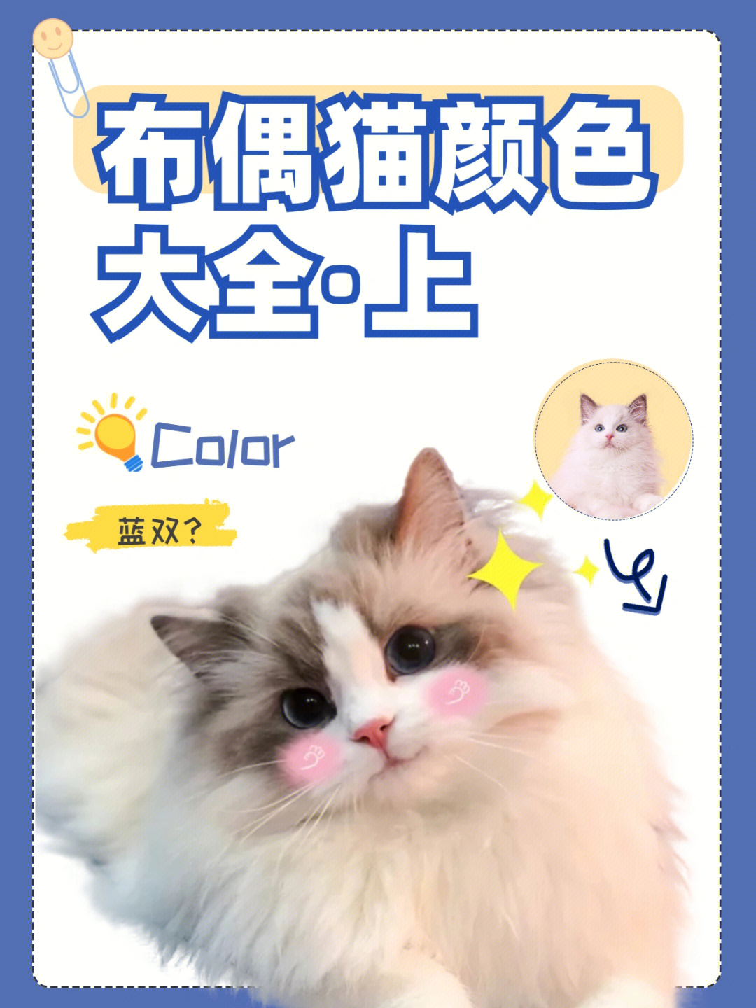 布偶猫颜色分类表图片