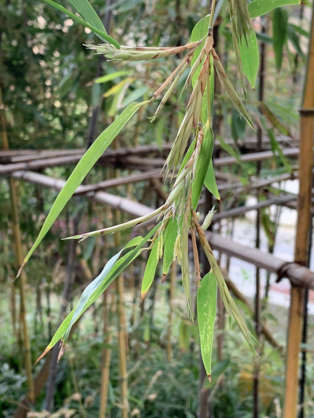 下楼做个核酸竹子都开花了