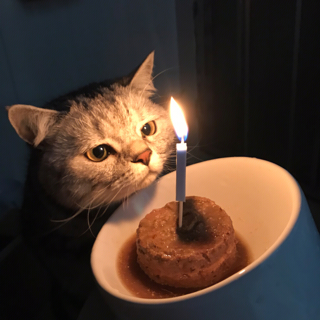 猫猫过生日表情包图片