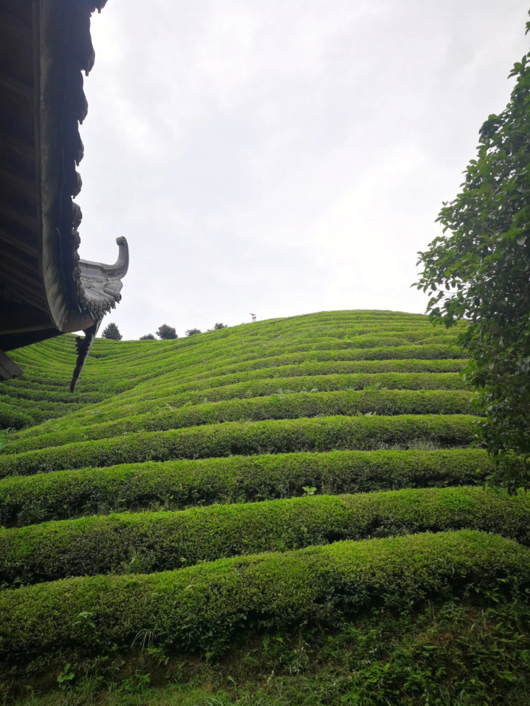 半山腰茶图片