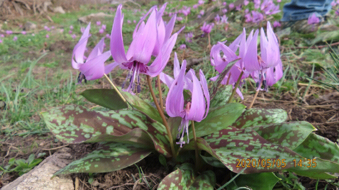 猪牙花百合科猪牙花属多年生草本植物