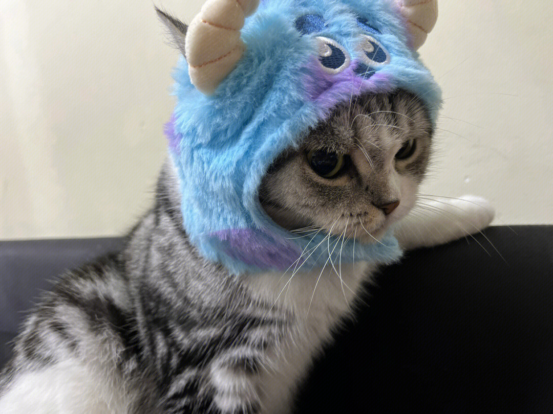 猫咪套头罩自制图片