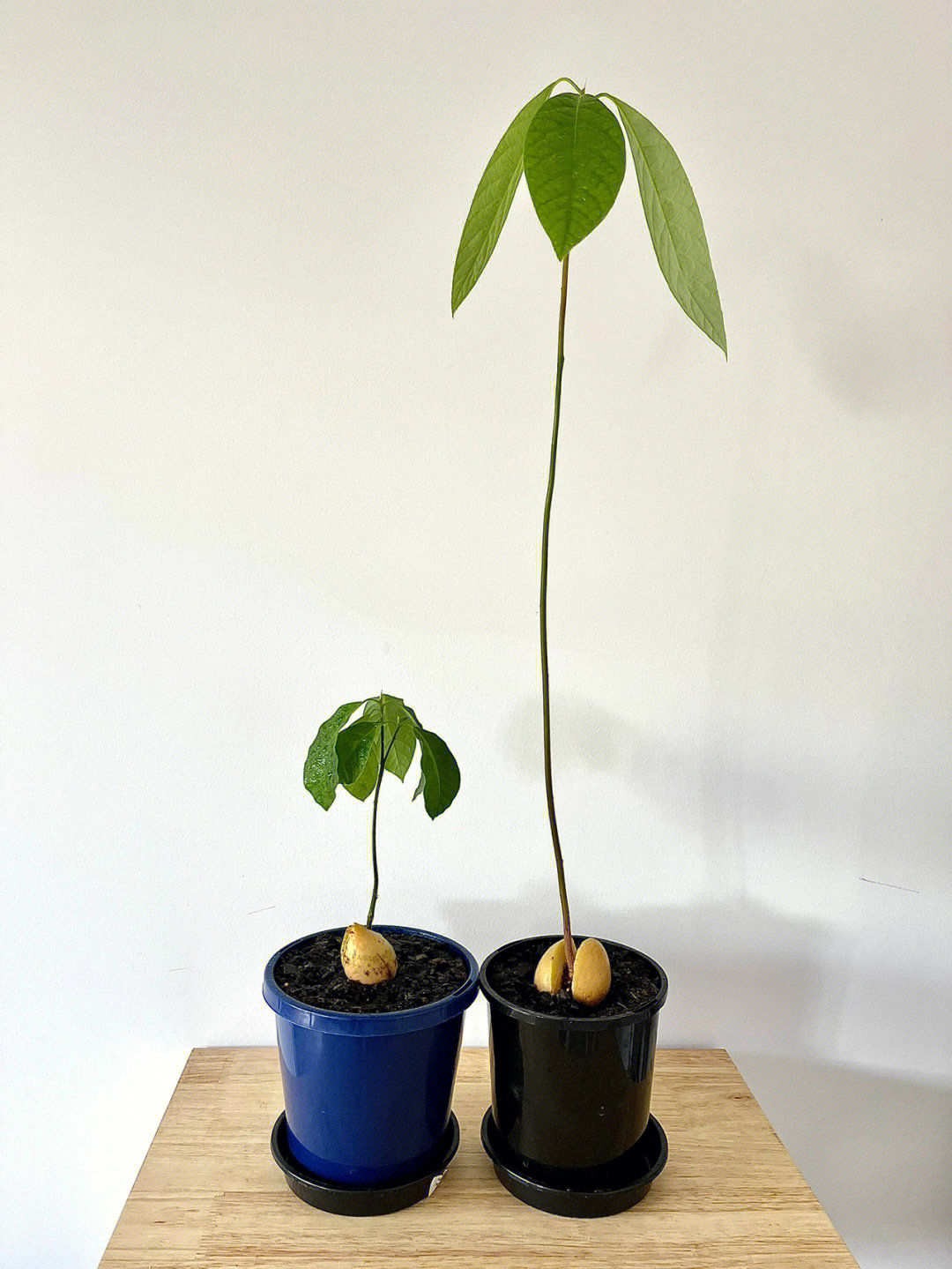 牛油果盆栽种植方法图片