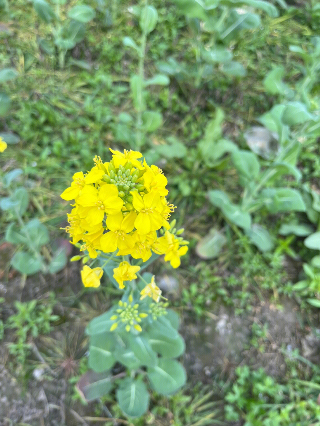 菜籽花叶子图片图片