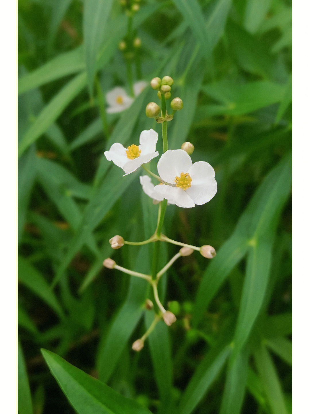 野慈菇