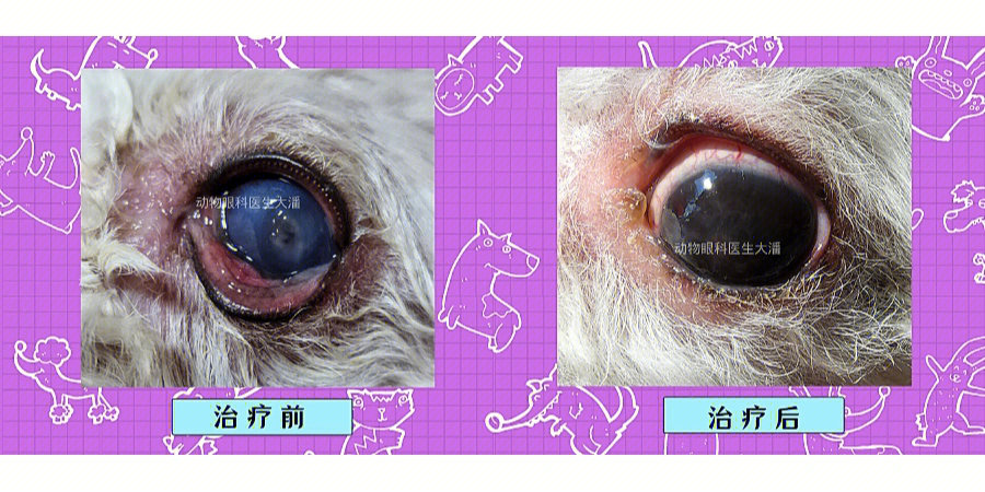 狗狗眼上长癣怎么办图片