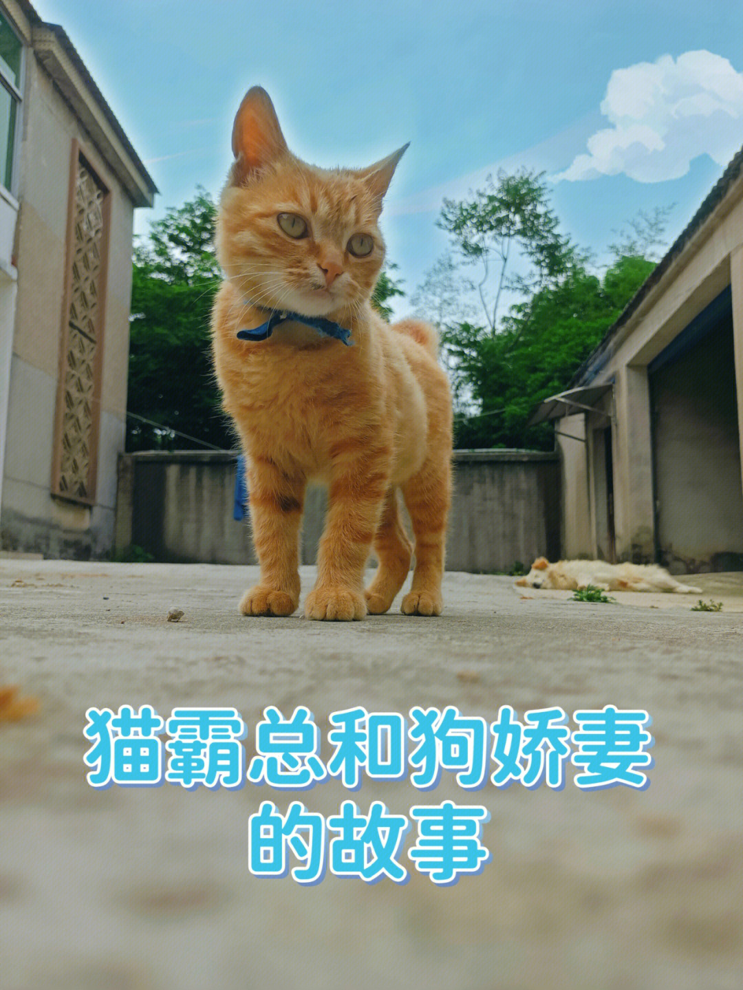 猫霸总与狗娇妻的故事1