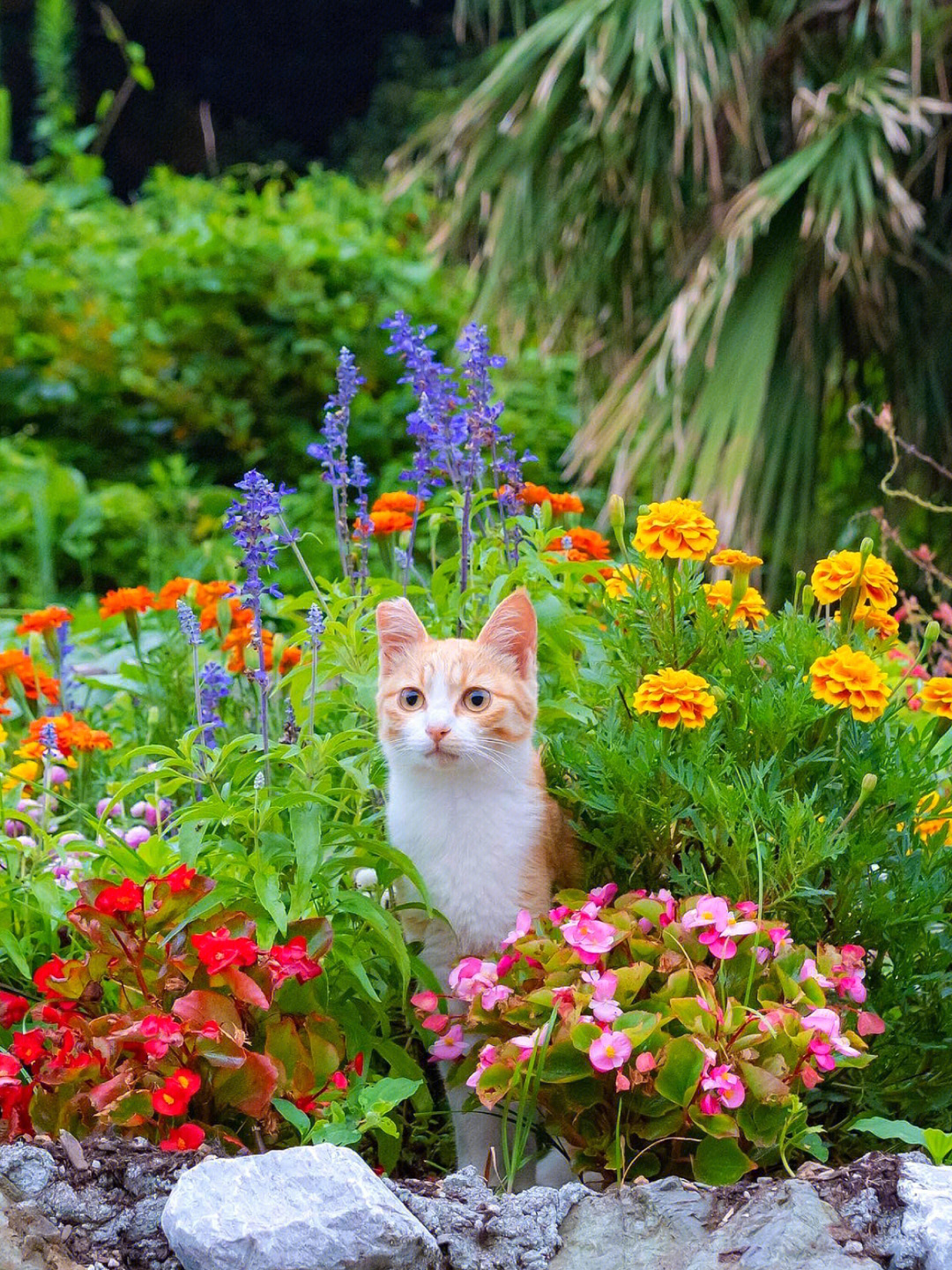 花猫花图片