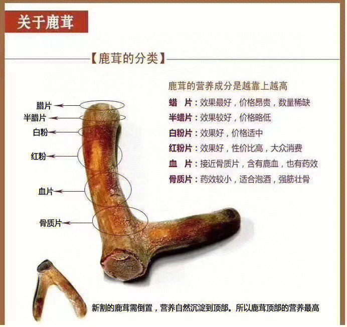 鹿茸片等级 图片图片