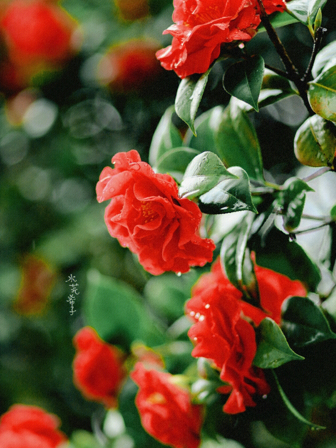 绿色山茶花花语图片