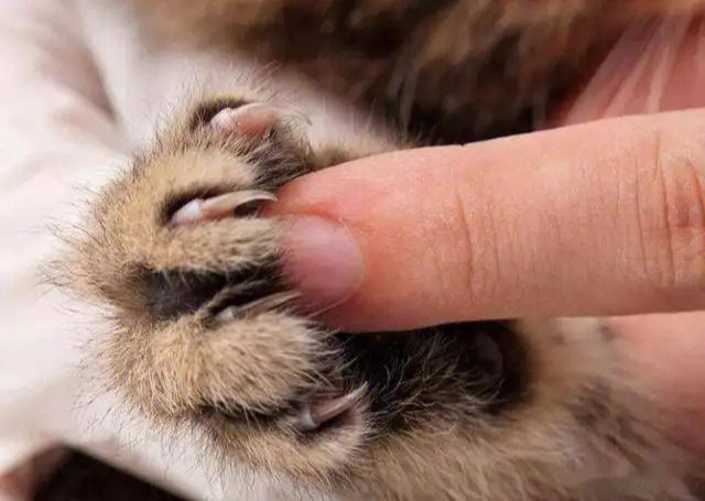 为什么猫咪不让碰爪子是有什么秘密吗