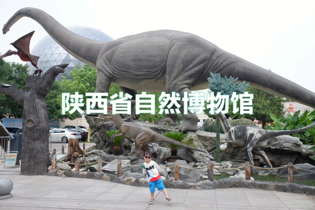 陕西自然博物馆攻略图片