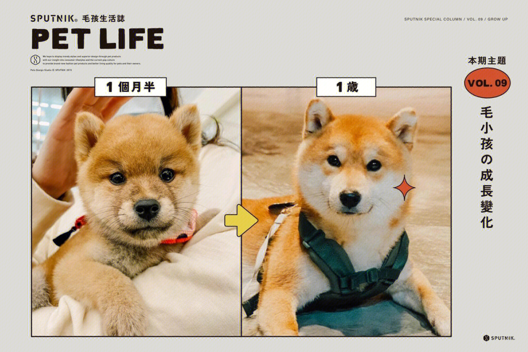 豆柴犬成长过程阶段图图片