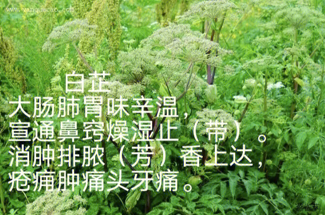 10白芷