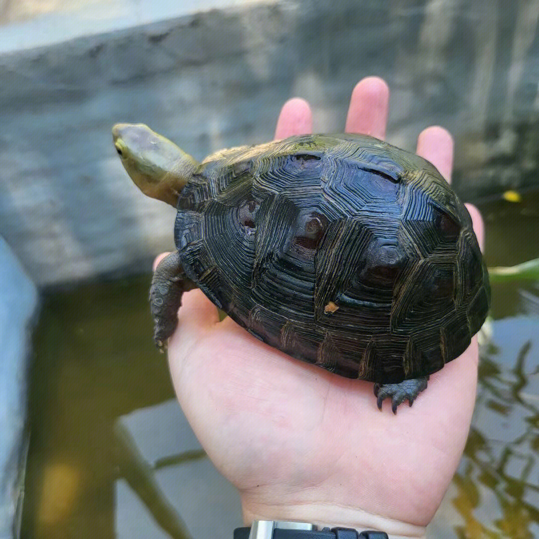 黄化黄缘图片