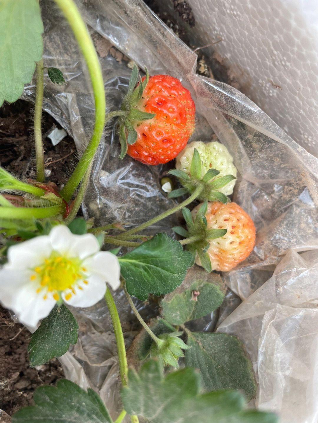 介绍草莓的生长过程图片