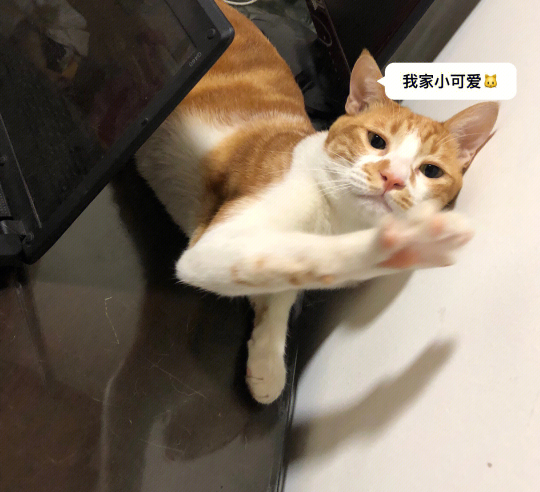 猫咪拉软便192