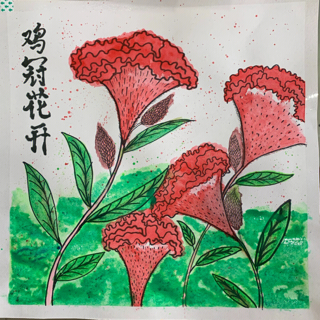 鸡冠花开#创意美术#每日一画 启蒙