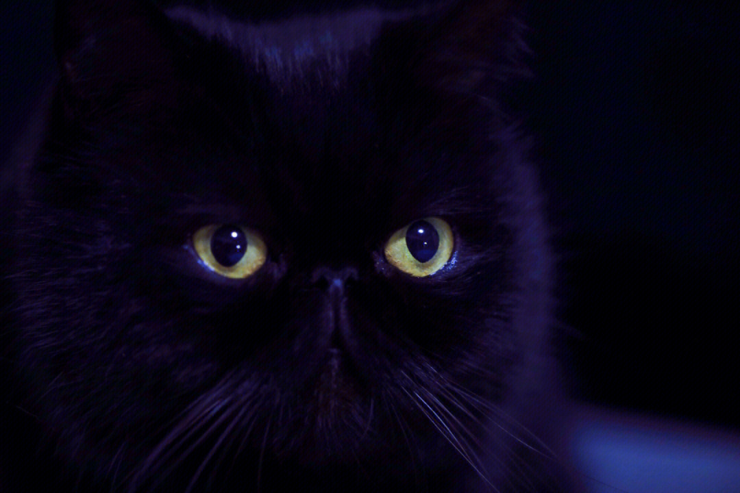 猫眼角黑色结痂硬硬的图片