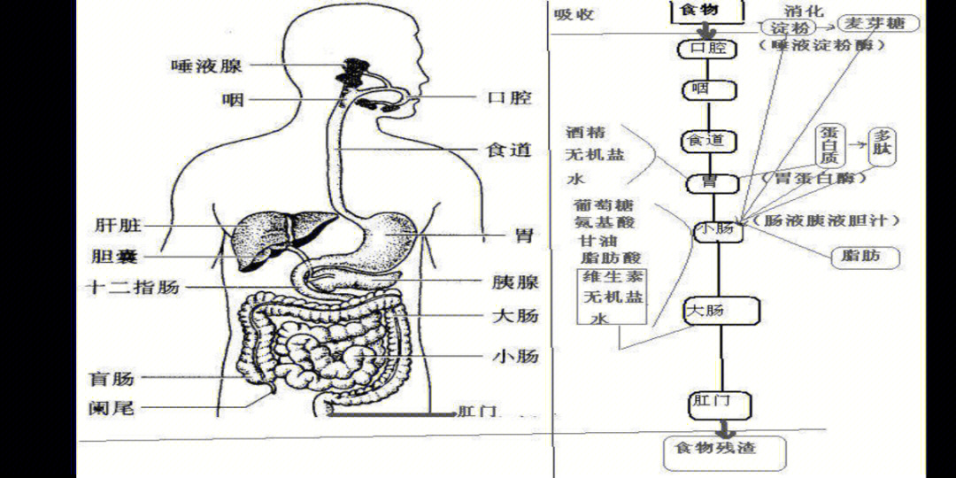 新生儿肠胃结构图图片