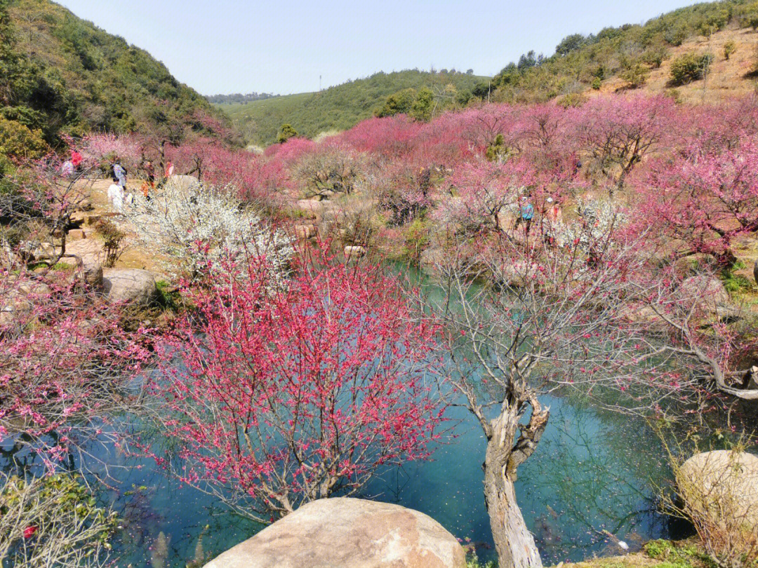 长兴林城东方梅园地址图片