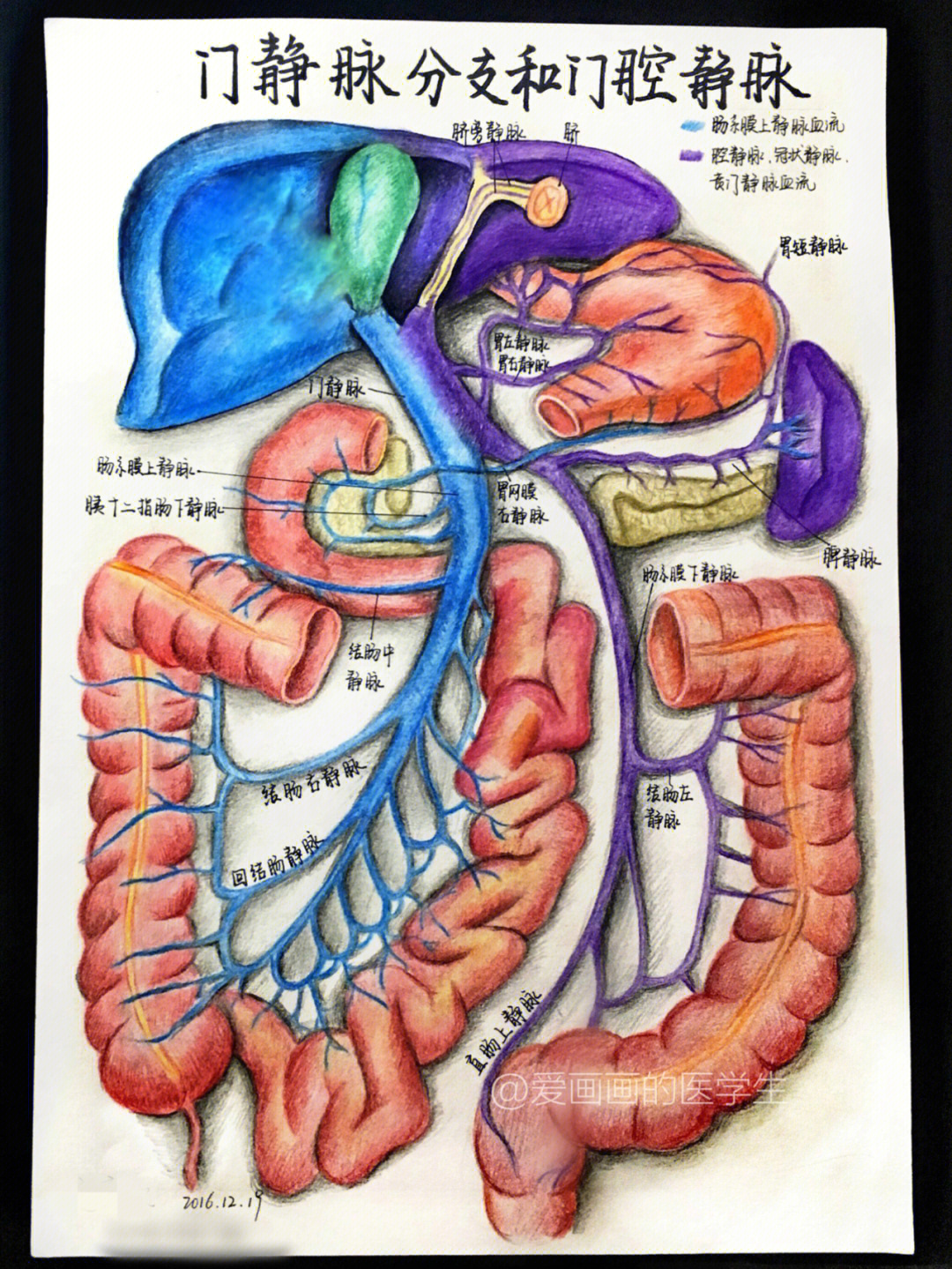医学生手绘解剖图门静脉分支与门腔静脉