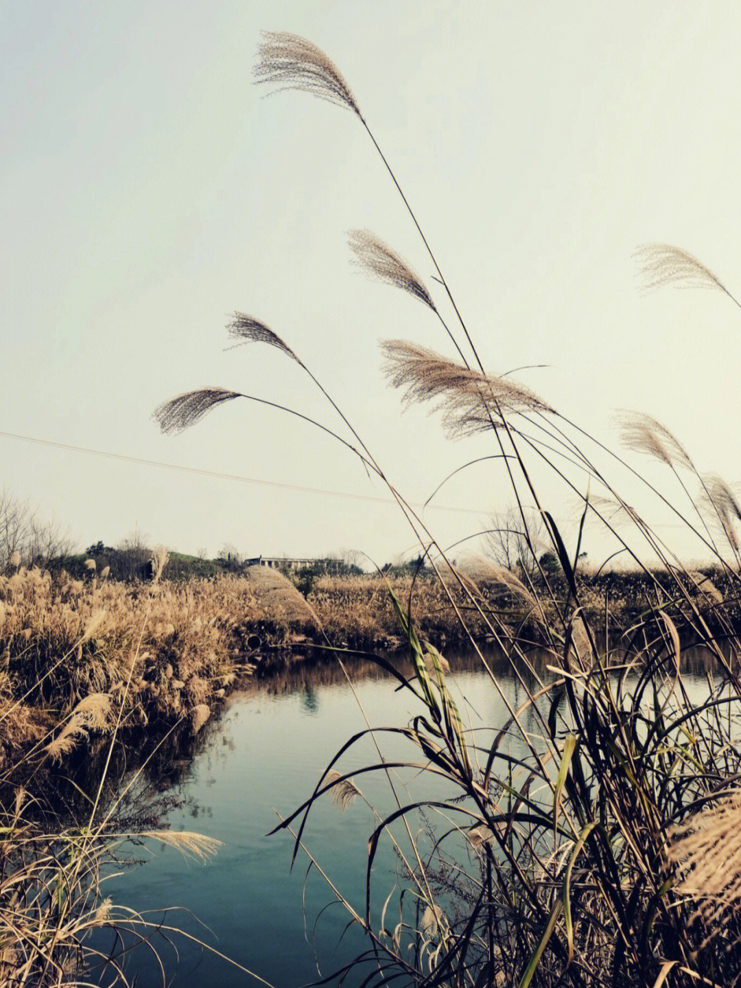 "浔阳江头夜送客,枫叶荻花秋瑟瑟"诗句中的"荻花,一直被我误认为芦苇