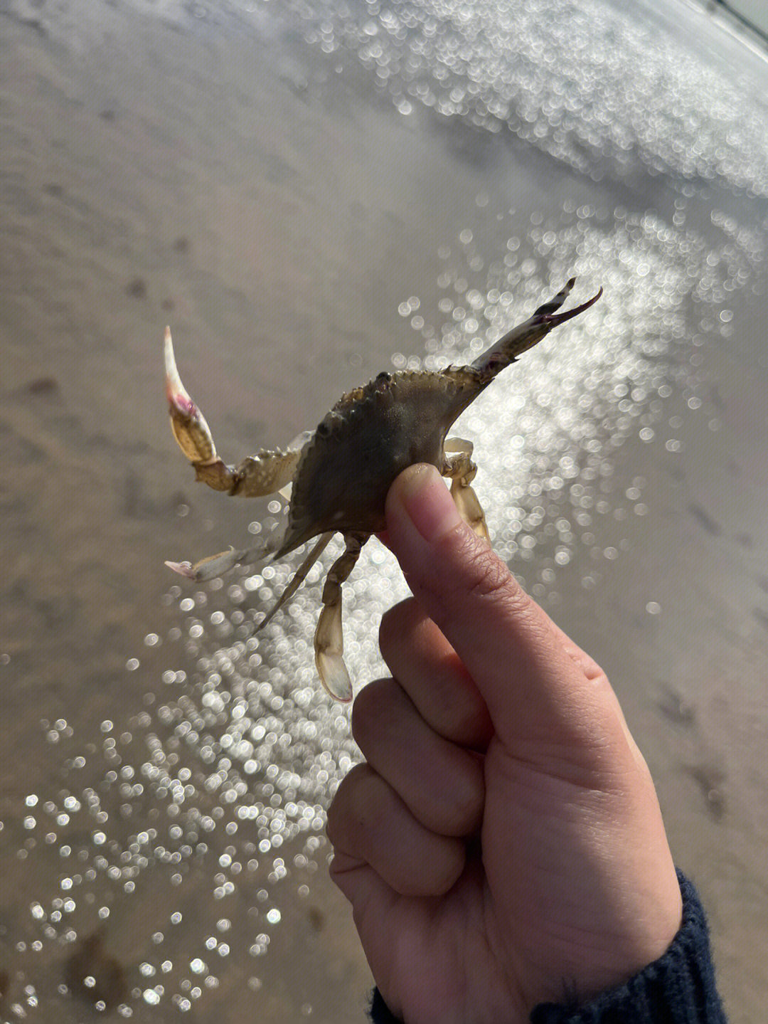 阿忙赶海图片